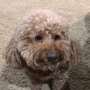 Meet your Posher, Lynn